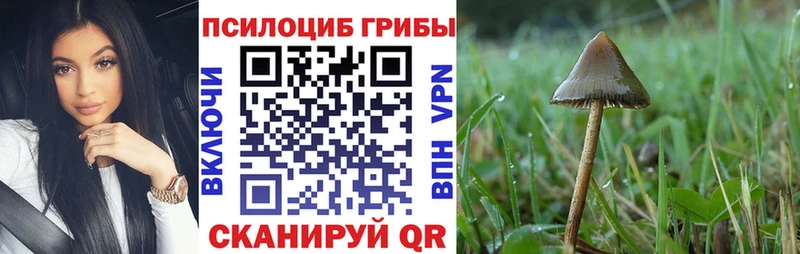Галлюциногенные грибы Psilocybe Беломорск